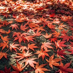 清风里闲适翻书的伴头像