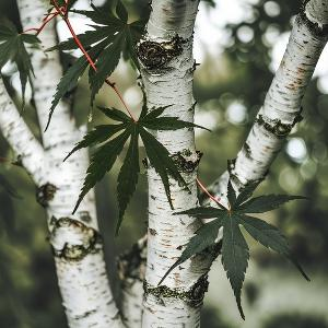 上进松鼠f6头像