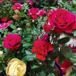 春暖花开Lucky头像