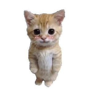 meme猫日记头像