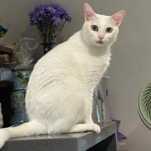 酱小喵和喵小白头像