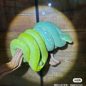 蛇文化展览馆（日常生活号）头像