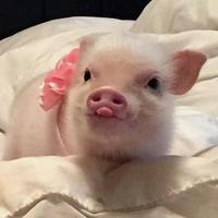 跟着小猪看电影头像