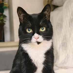 小熊是只猫头像