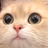 扮猪扮猪头像