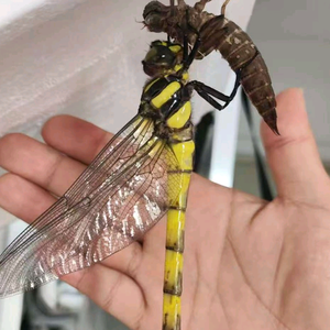 养蜻蜓的虫哥头像