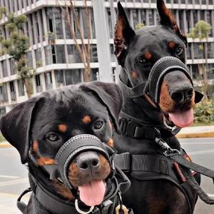 护卫犬繁育达人头像