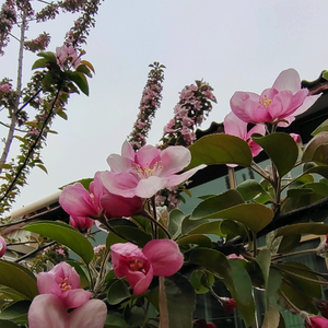 且听风吟，静待花开头像