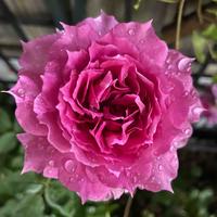 无忧的山雀DX头像