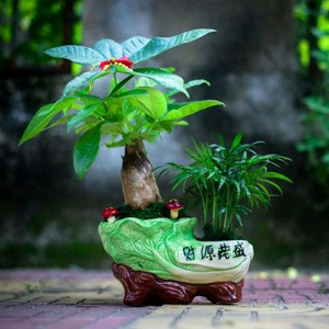 爱不悉手头像