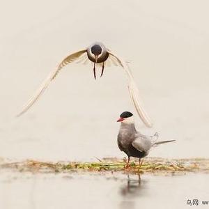 关关雎鸠在河悠悠头像