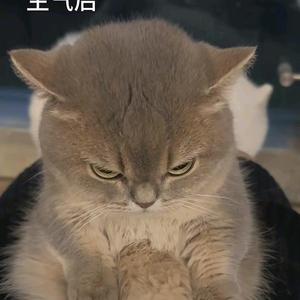 思小哲头像