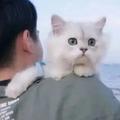 音乐莫斯卡头像
