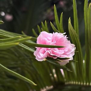风铃草头像
