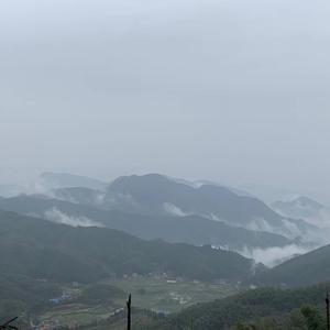 雨间悠然漫步撑伞人头像