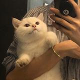 小八睡不着头像