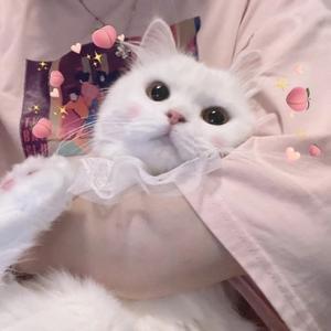 小胖子乖不乖头像