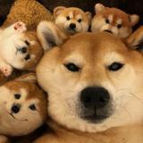 啊朋看视频头像