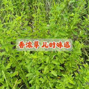 赵万金秦巴言子创始人头像