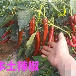 趣味三农徐小六头像