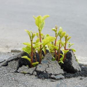 都市从林的草头像