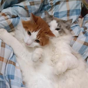 我有两只猫猫头像