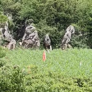 闲云山人头像