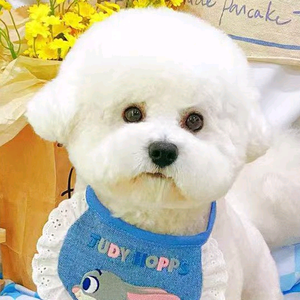 三宝子头像