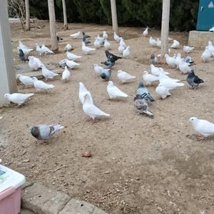 骄阳似我来头像