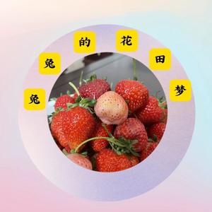 兔兔的花田梦头像
