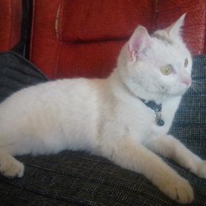 街头不良猫头像