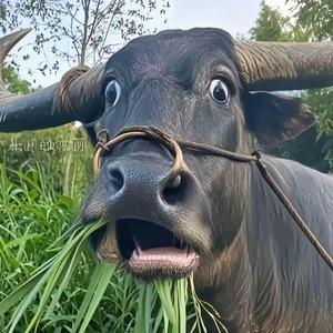 怀中抱月，观音合手头像