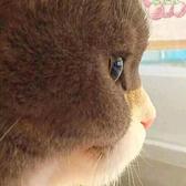1xiaomumu1头像