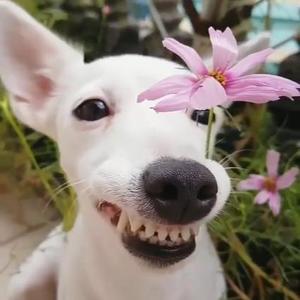 萌宠头像