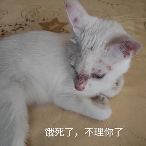 黑暗中的孤寂头像