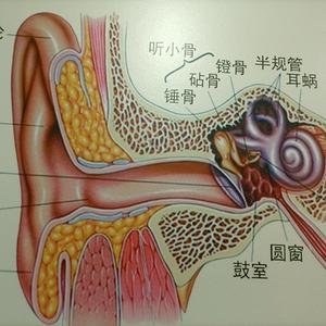 掏巴头像