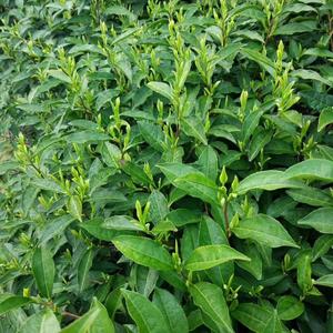 hu山区绿茶头像