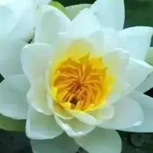 淡泊的柑桔AT头像