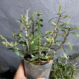 铁皮石斛等种植户头像