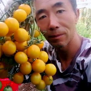 冯哥蔬果头像