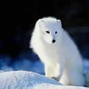 冰山上的雪狐头像