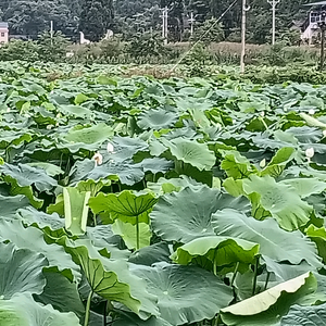 JING头像