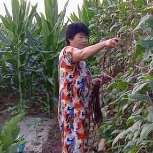 儒雅俊婆婆头像