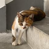 可爱西瓜1z3头像