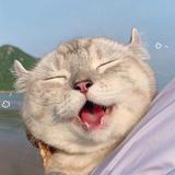 肥憨憨的晚餐头像