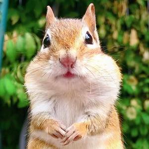 花栗鼠科科头像