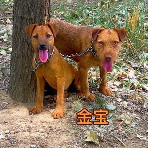 猎梗家园张稳头像