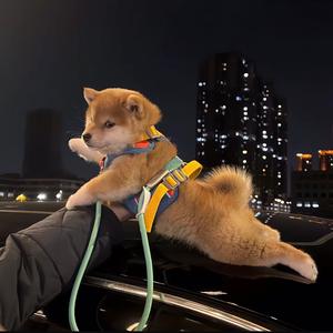 赢万难头像