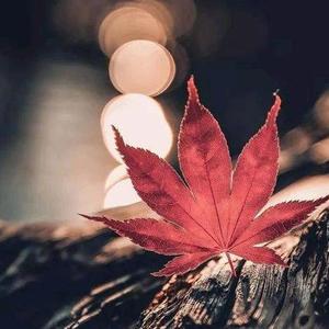 礼物研究所头像