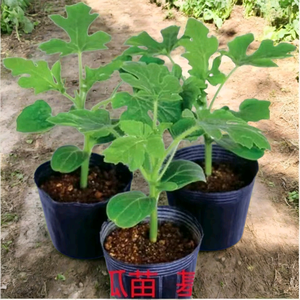 语阁种苗头像